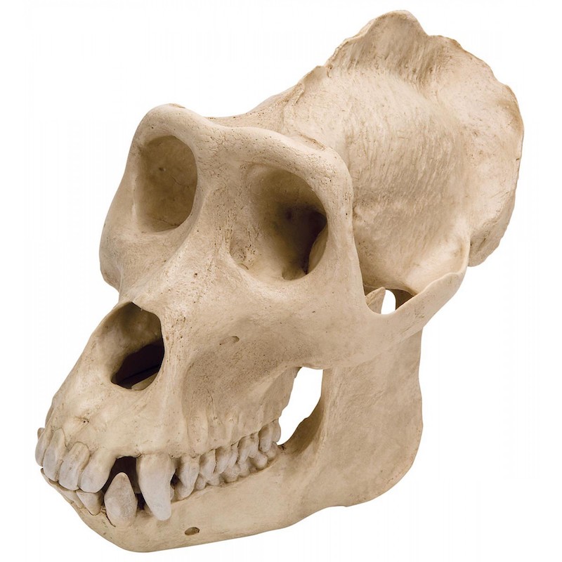vp762-1_gorilla-skull-male-model_1.jpg