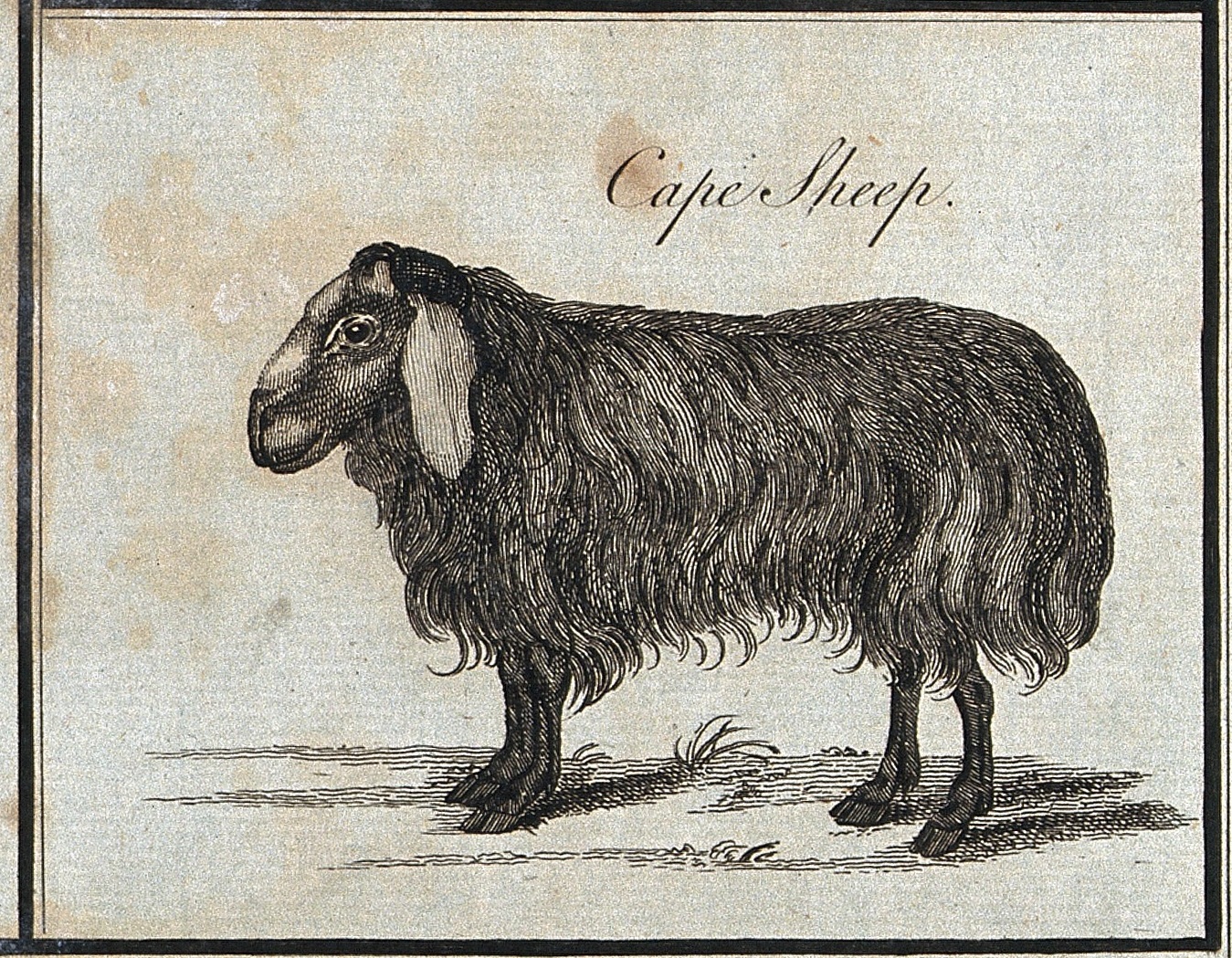 Cape Sheep-2.jpg