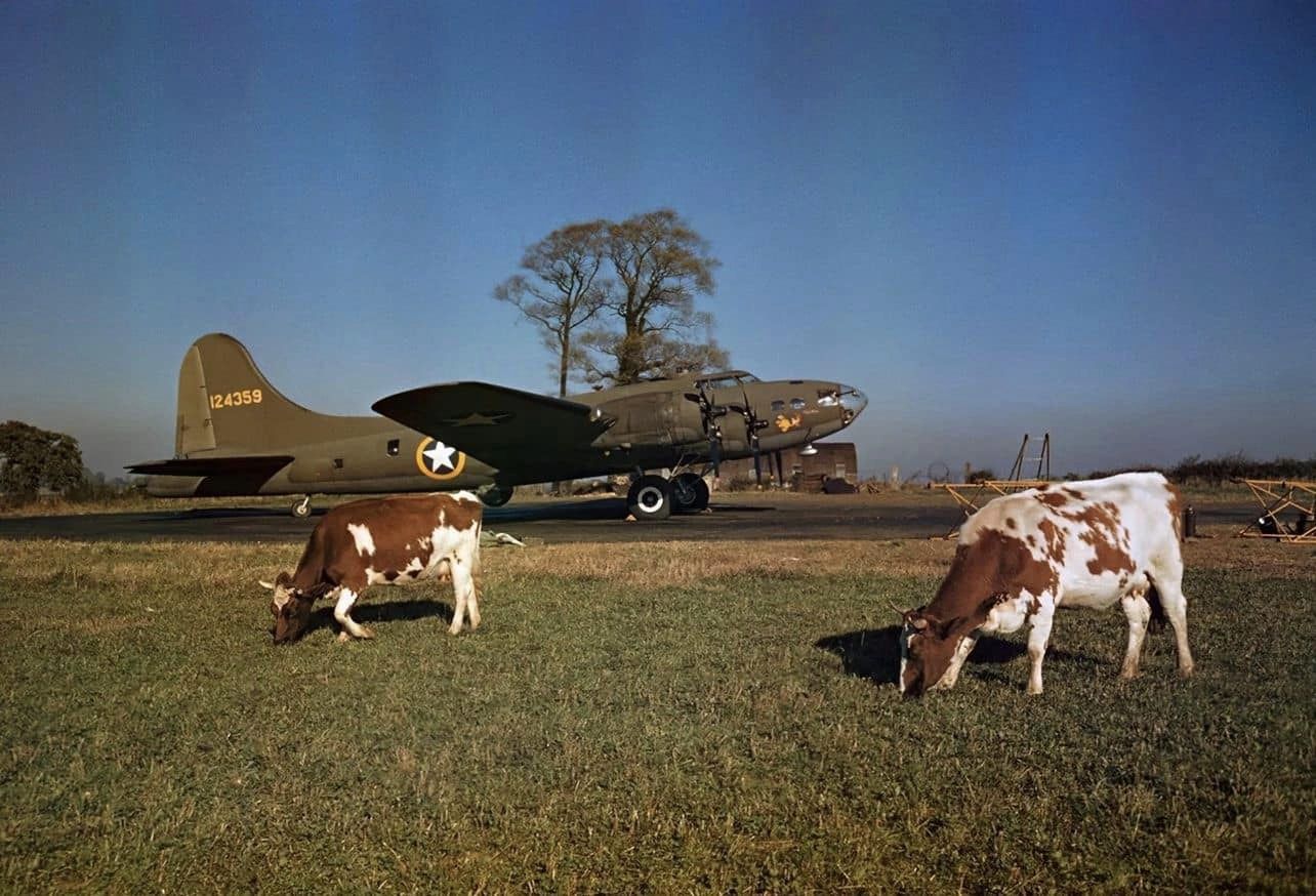 cattle and b17.jpg