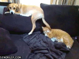 dog-slapping-cat-with-tail.gif